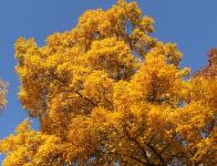 2011-10-31 Arboretum de Balaine en automne (Allier)