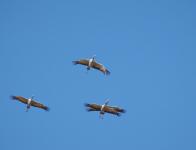 2021-10-29 Grues Cendrées - Lac du Der