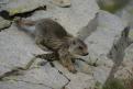 Jeune marmotte - Col de la Bonette (12)