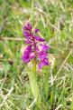 Puy d'Arnac - Orchidée