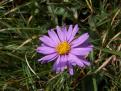 Aster des Alpes