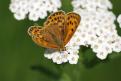 Papillon à déterminer - Massif du Dévoluy (0)