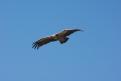 Vautour fauve - Gorges du Verdon (2)