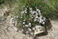 Fleurs - Les Bondons (Lozère)