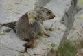 Jeune marmotte - Col de la Bonette (9)