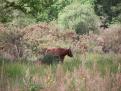 Highland cattle