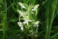 Orchis verdâtre (Platanthera chlorantha) - Lachamp-Raphaël (Ardèche) (2)