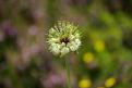 Fleur (ail ?) (Col du Béal) (1)