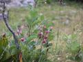 Lys martagon - Le Grand Colombier