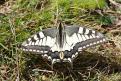 Machaon - Truc de Fortunio