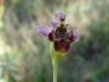 Ophrys bécasse (Molino de Villobas)