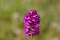 Orchis pyramidal (Anacamptis pyramidalis) - Font d'Urle (Vercors) (1)