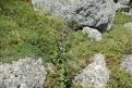 Lys Martagon - Truc de Fortunio (Lozère) (1)