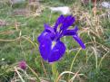 Iris - Col du Tourmalet