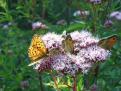 Papillons - San Bartolome de Gavin - Hermitage - Espagne