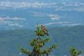 Buse variable  (Grand Colombier)