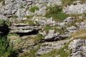 Marmotte - Font d'Urle (Vercors)