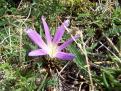 Crocus - Espagne