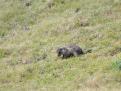 Jeune marmotte - Col du Tourmalet