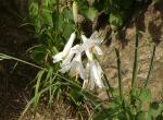 Fleur 1 (Lago di Morasco)