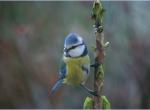 Février 2008 : Mésange bleue