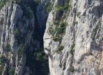 Vautour fauve - Gorges du Verdon (1)