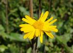 Arnica - Truc de Fortunio (Lozère)