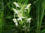 Orchis verdâtre (Platanthera chlorantha) - Lachamp-Raphaël (Ardèche) (2)