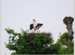 Mai 2011 : Cigogne blanche (Ille et Vilaine)