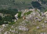 Chèvres et Moutons - Aiguilles de Chabrières - Réallon