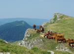 Le Grand Colombier