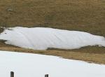 Avril 2009 : Sanglier en neige (Massif du Sancy)