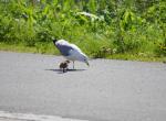 Norvège - Mouette tridactyle (agressive) et son poussin en ville - Melhus