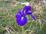 Iris - Col du Tourmalet