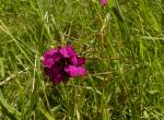  Fleur 2 (Lago di Morasco)