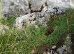 Anthylide vulnéraire - Vercors (2)