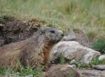 Marmotte - Molines en Queyras