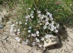 Fleurs - Les Bondons (Lozère)