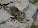 Jeune marmotte - Col de la Bonette (12)