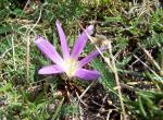 Crocus - Espagne