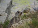 Jeune marmotte - Col de la Bonette (3)