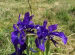 Iris des Pyrénées