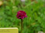 Suède - Gymnadenia runei (orchidée) - Hemavan près de Tarnaby