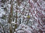 Mésange charbonnière (retour en bretagne)