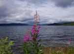 Suède - Epilobe au bord du lac Gäuta près de Forsbäck