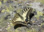 Aout 2008 : Machaon (Truc de Fortunio)