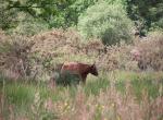 Highland cattle