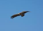 Vautour fauve - Gorges du Verdon (2)