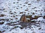 Molines en Queyras - Hautes Alpes - Marmotte dans la neige