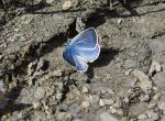 Argus bleu (Lozère)